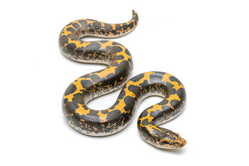 Gongylophis colubrinus loveridgei